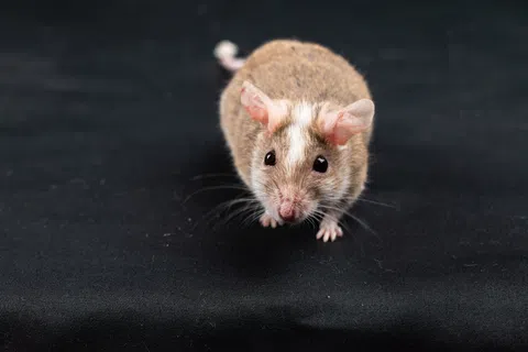 Mice control services