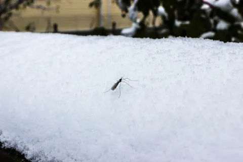 Tiny insect standing on a thick layer of fresh white snow with blurred background trees and building.