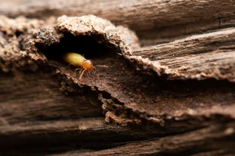 Close-up of a termite emerging from a tunnel in decayed wood with textured brown surfaces.