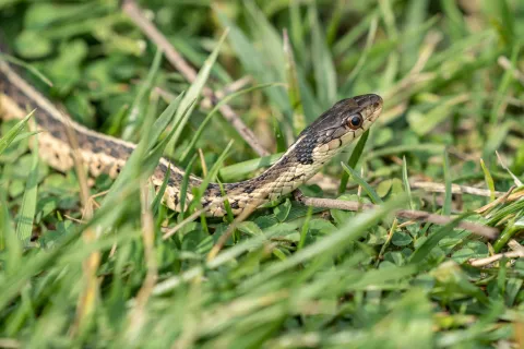 a small lizard on grass