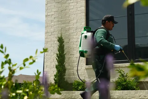Gardener walking beside house with backpack sprayer applying pest control on plants under blue sky.