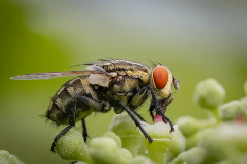 a close up of a fly