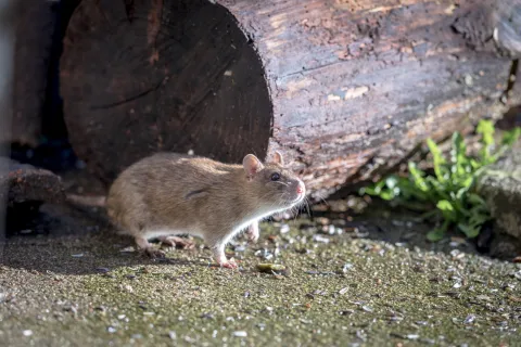 a rodent on the ground