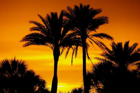 a group of palm trees