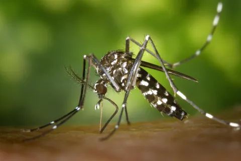 a close up of a bug
