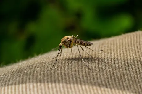 Close-up of a mosquito resting on textured fabric with green blurred background in natural light