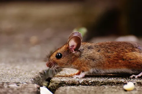 a brown rodent on a rock