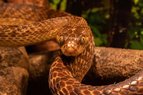 Close-up of a coiled brown snake with textured scales and reflective eyes on a branch in natural habitat