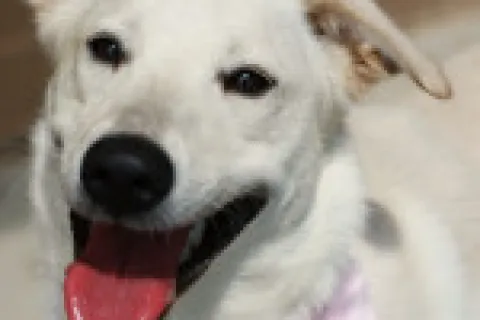 Atlanta plumbing company RooterPLUS! salutes the local Humane Society