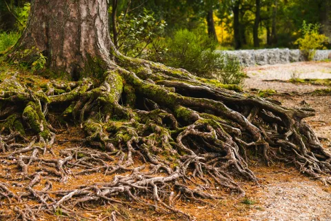 Large tree with extensive exposed roots covered in moss spreading over forest floor in autumn light