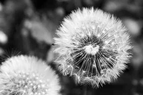 a close up of a dandelion