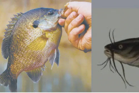 Three panels showing hands holding two yellow perch fish and one catfish against plain backgrounds.