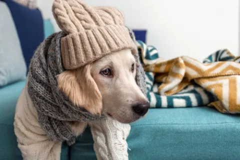 a dog wearing a hat
