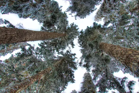 a group of trees with snow