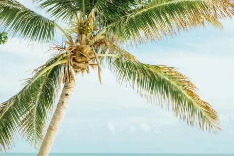 Leaning palm tree on white sandy beach with calm blue ocean and partly cloudy sky in background