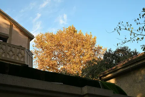 Autumn tree with golden leaves behind residential buildings under a clear blue sky.