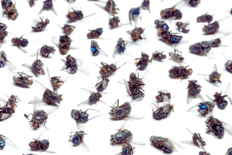 Numerous dead house flies scattered on a white surface in close-up view.