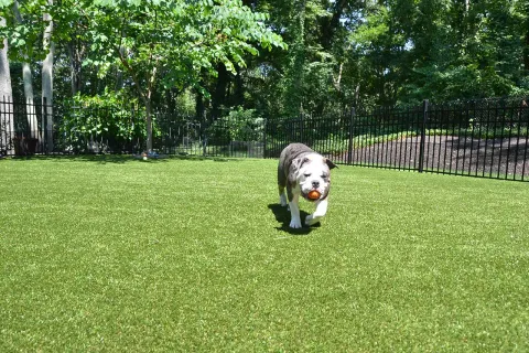 Bulldog carrying an orange ball running on green grass in a fenced backyard with trees in the background