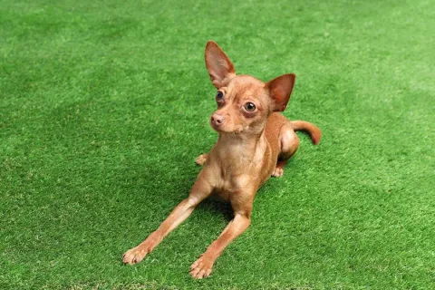 Small brown dog with large ears lying on vibrant green grass looking alert and curious.