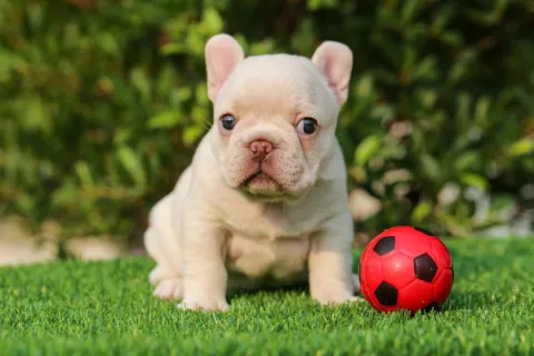 Adorable light-colored French Bulldog puppy sitting on grass beside a small red soccer ball outdoors.
