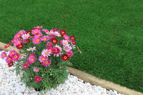 Bright pink and red daisy flowers blooming beside white stones and lush green grass in a garden.