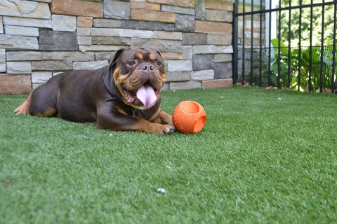 Brown dog lying on green artificial grass near orange ball in backyard with stone wall and metal fence