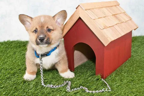 a dog sitting on grass next to a wooden structure