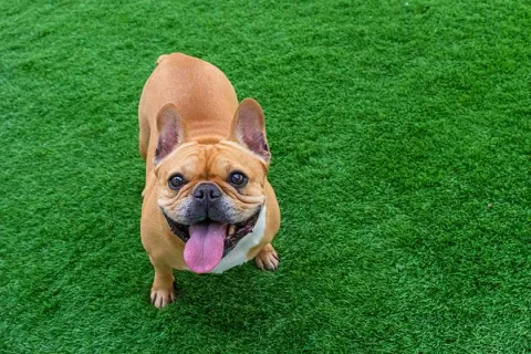 Happy French Bulldog playing on green grass, tongue out and looking up playfully.
