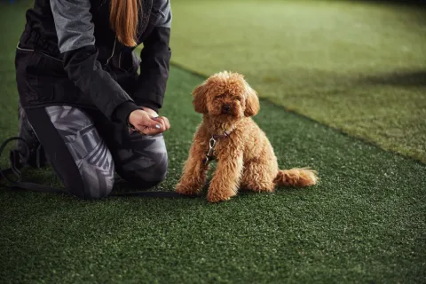 Why Artificial Grass Works Well For Dog Training