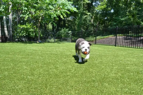 Bulldog playing fetch with an orange ball on a sunny green lawn surrounded by trees and a black fence.