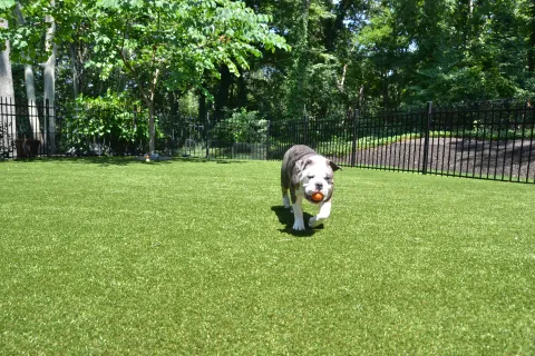 a dog running in a grassy area