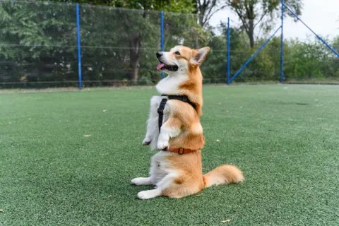 Corgi dog wearing a harness sitting up on its hind legs on green grass with a fence and trees in the background