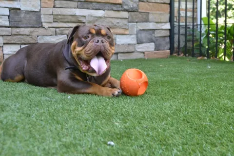 Happy brown dog lying on green grass near orange ball with stone wall and metal fence background
