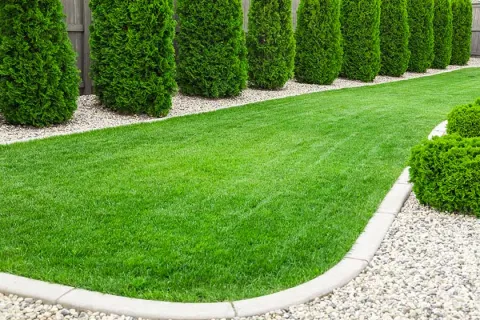 Well-manicured green lawn bordered by light stone mulch and tall evergreen trees along a wooden fence