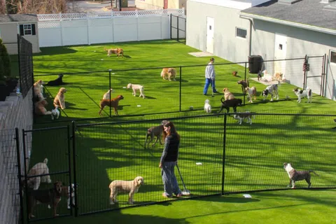 Two women supervise numerous dogs playing in a large fenced green yard on a sunny day.