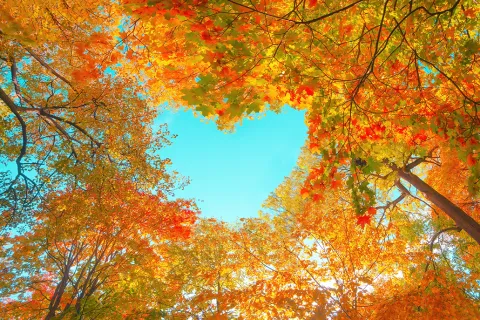 Autumn trees with colorful red, orange, and yellow leaves forming a heart-shaped sky opening.