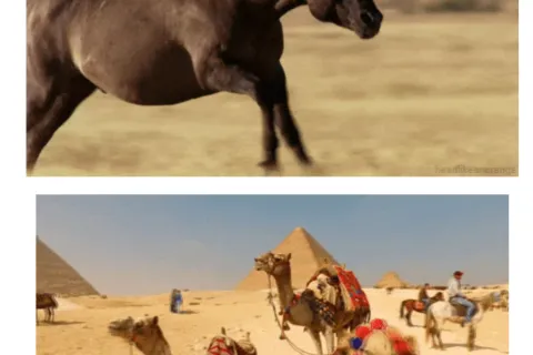 Solidarity Sunday: Are You a Horse or a Camel?