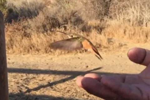 a hand holding a small butterfly