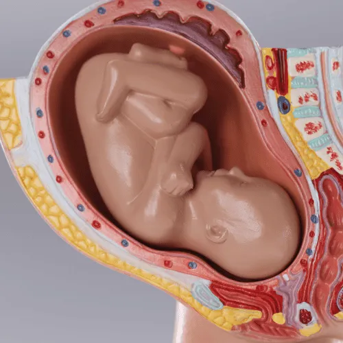 Model showing a fetus in the womb surrounded by the uterine wall and placenta structures.