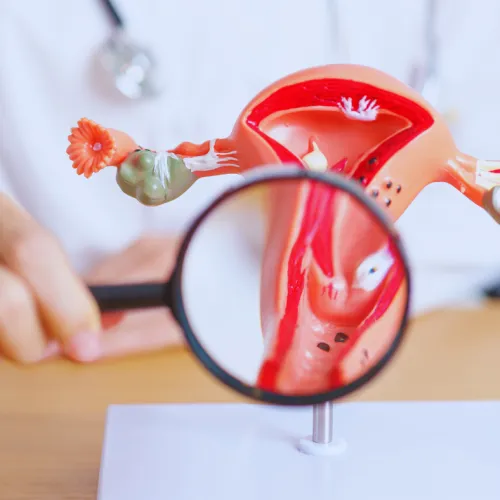 Close-up of a female reproductive system model with magnifying glass highlighting details on a desk.