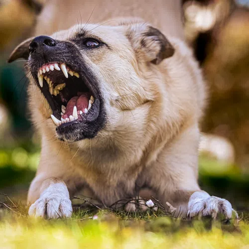 Angry dog showing sharp teeth and growling outdoors with blurred background of trees and grass.