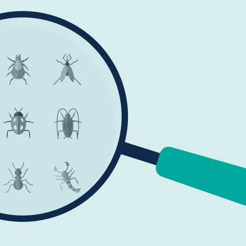 Magnifying glass focusing on various small insects and bugs against a light blue background.