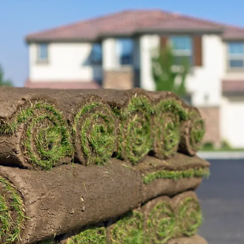 a tree stump with a house in the background