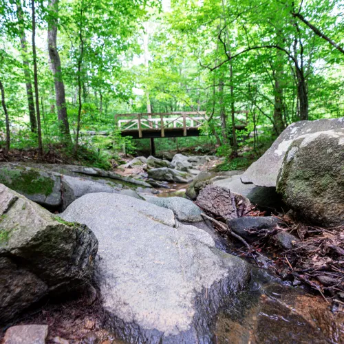 a bridge over a stream in a forest