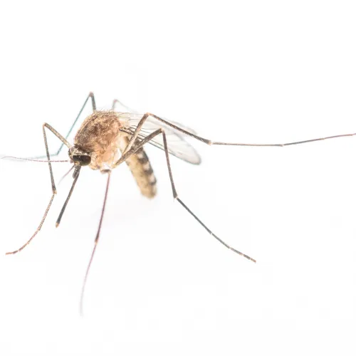 mosquito control poquoson va