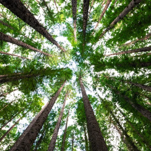 Tall green trees stretching upward toward a bright sky in a dense forest canopy viewed from below.