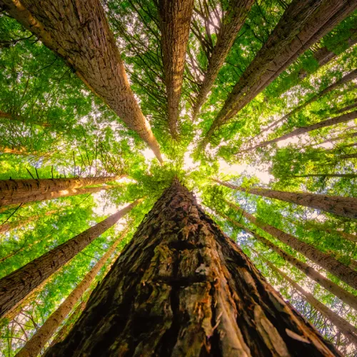 View looking upward at tall redwood trees with bright green leaves and sunlight filtering through canopy.