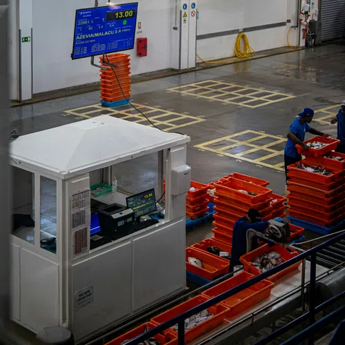 Workers sorting fish into orange crates at a processing facility with digital weight display overhead