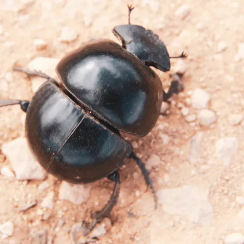 a black beetle on a rock