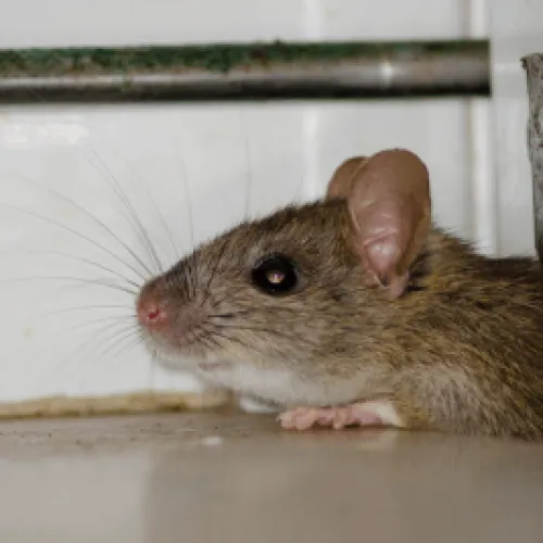 Rodents, Rodent Control Service, Residential and Commercial Pest Control in Providence Plantation, Providence Plantation Pest Services, Providence Plantation Certified Pest Control Technicians, Providence Plantation Exterminator, Providence Plantation Pest Inspections.